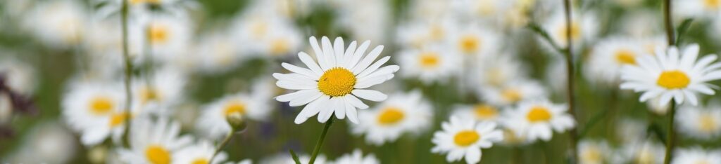 Daisies in the yard banner