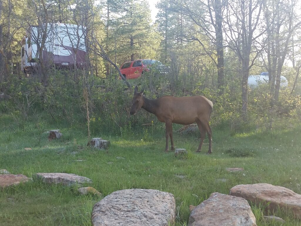 Elk cow grazing on the property